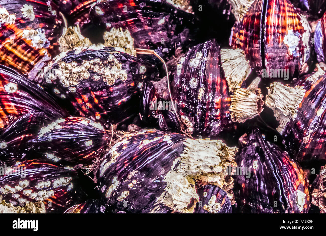 California Mitili (Mytilus californianus) è un grande cozza commestibili, marino mollusco bivalve della Famiglia Mytilidae Foto Stock