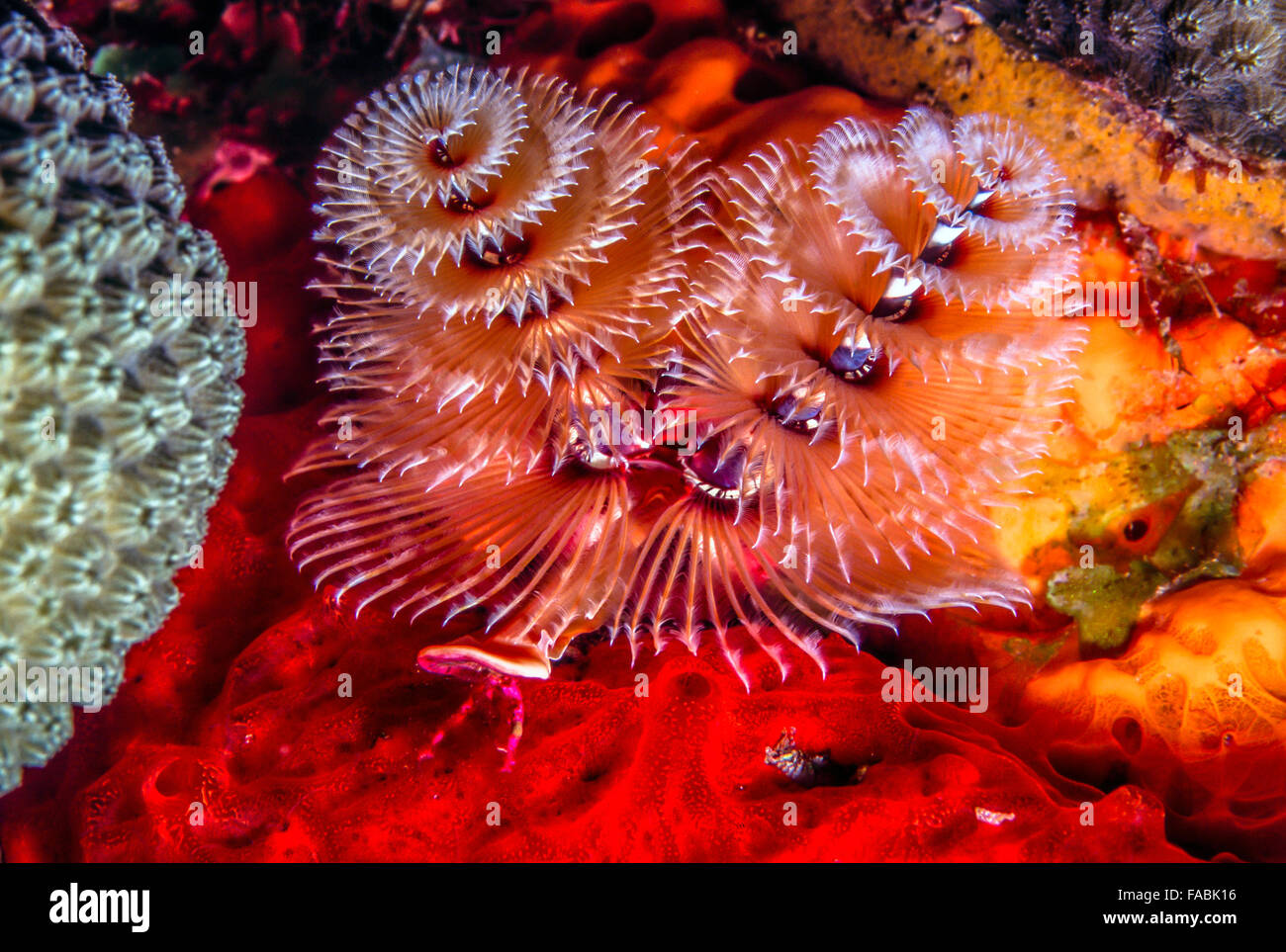 Spirobranchus giganteus, comunemente noto come albero di Natale i worm sono tubo-building polychaete worm appartenenti alla famiglia Serp Foto Stock