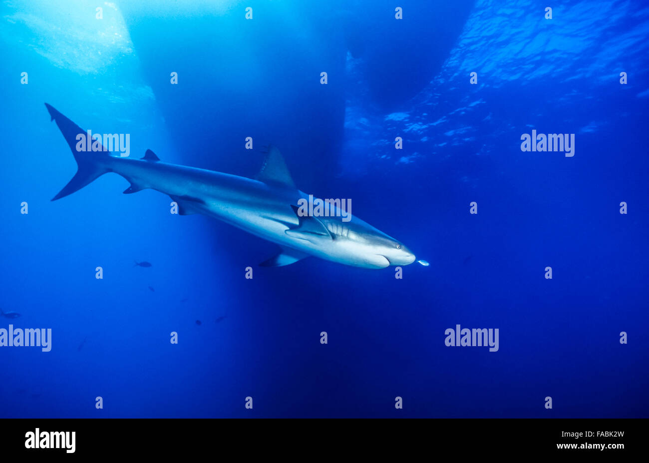 Caribbean reef shark Carcharhinus perezii, è una specie di squalo requiem, appartenente alla famiglia delle Carcharhinidae Foto Stock