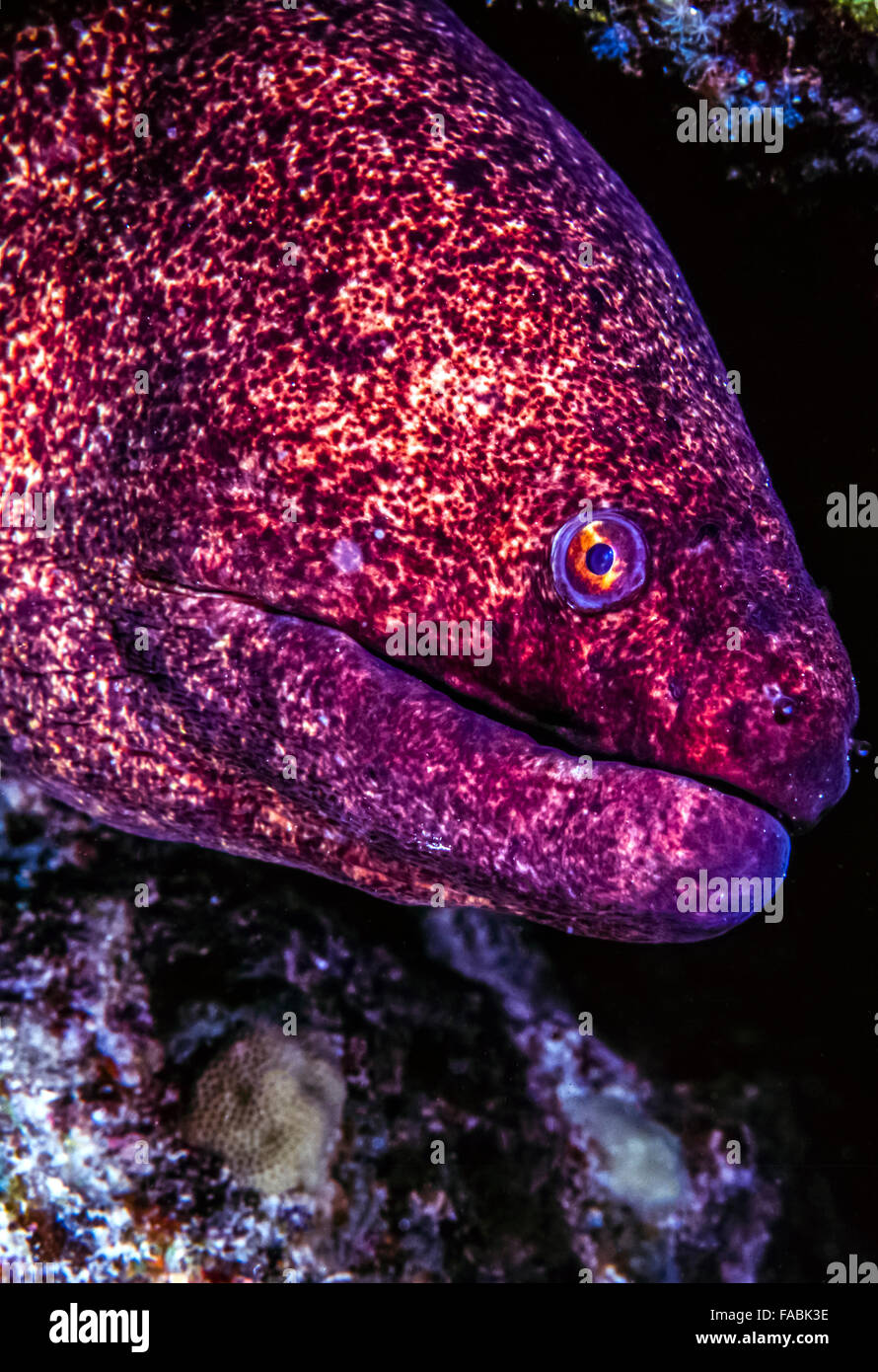 Spotted moray,Gymnothorax moringa è un mezzo di grande murena. Foto Stock