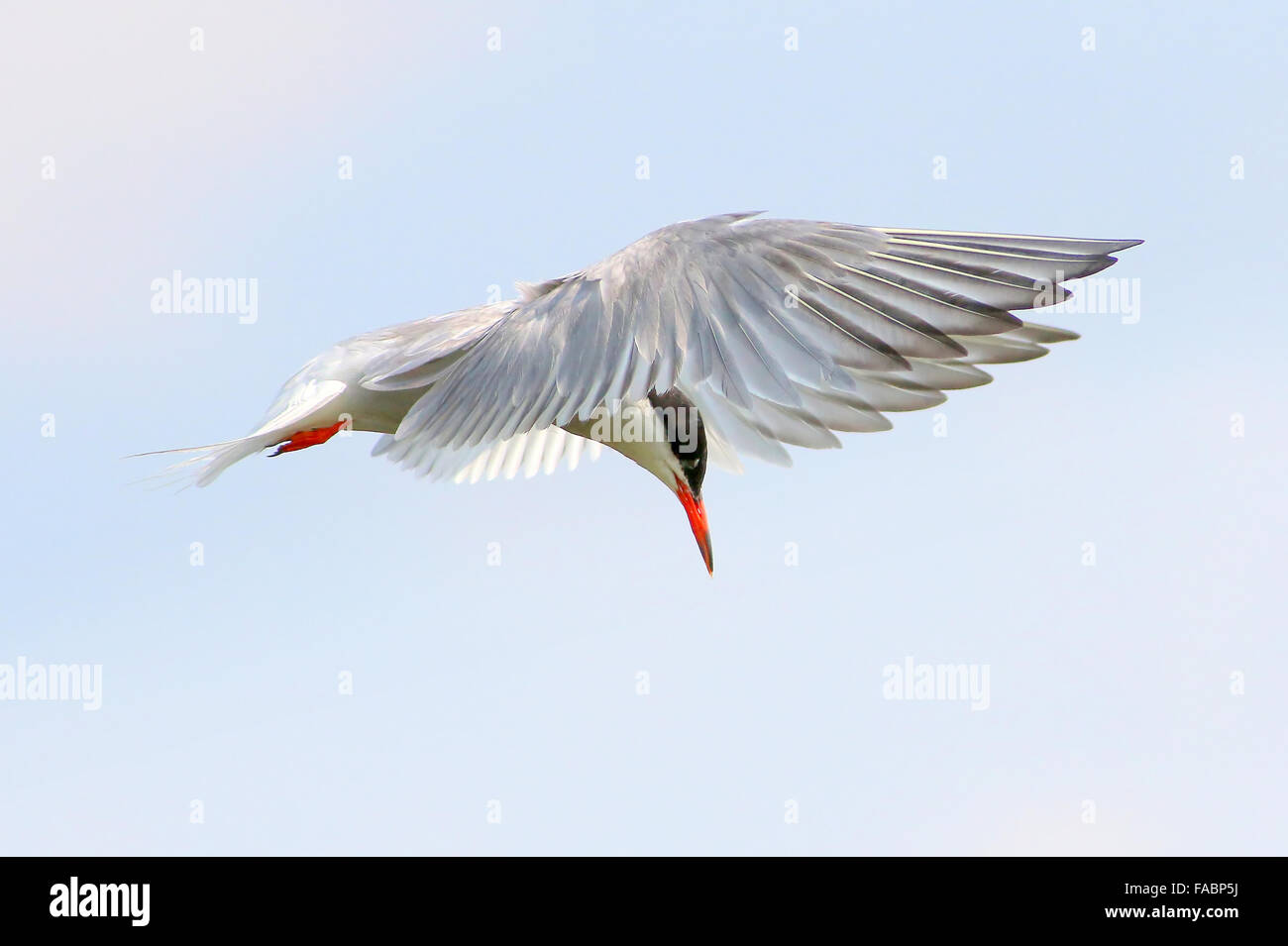 Eurasian Common Tern (Sterna hirundo) in volo, passando sopra l'acqua mentre la caccia per i pesci Foto Stock