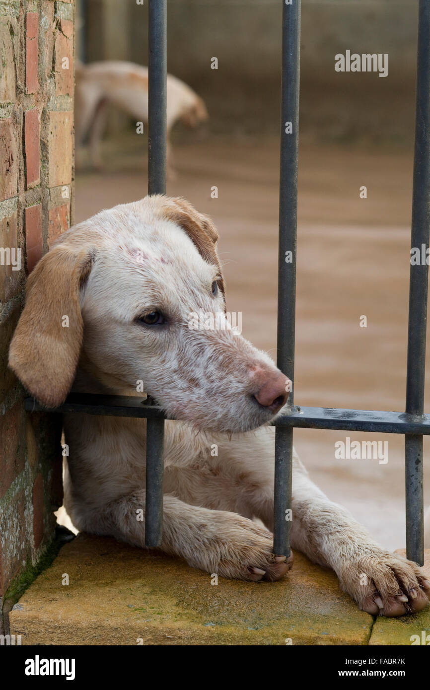 Foxhounds in canile prima di andare fuori con il North Cotswolds caccia sul Boxing day Foto Stock