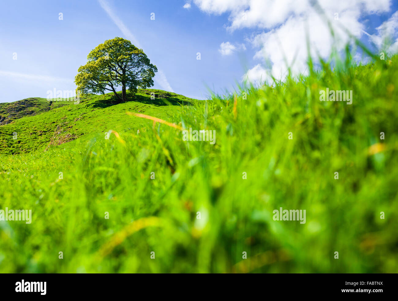 Green Oak Tree sulla sommità del fresco verde Peakland, con in primo piano sfocato,stagione primaverile in Peak District Foto Stock