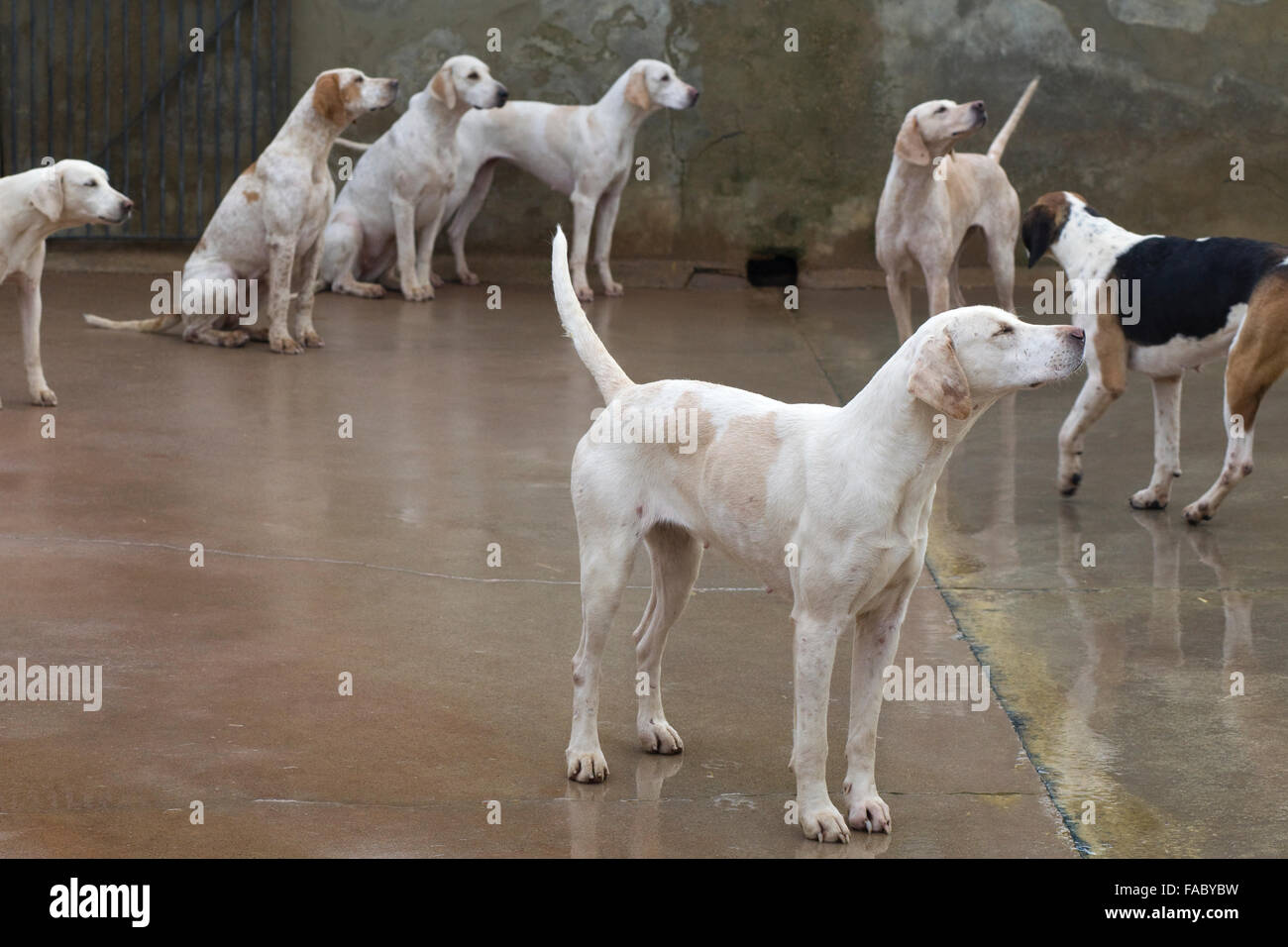 Foxhounds in canile prima di andare fuori con il North Cotswolds caccia sul Boxing day Foto Stock