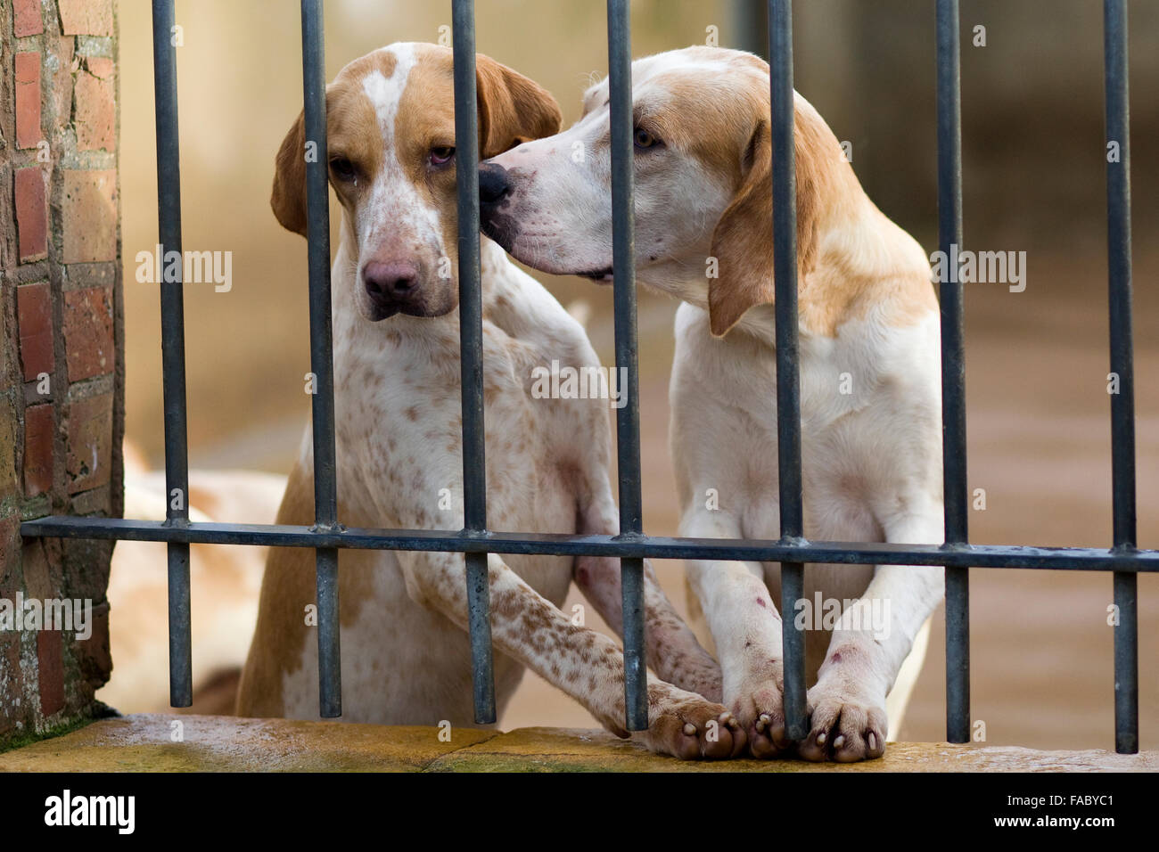 Foxhounds in canile prima di andare fuori con il North Cotswolds caccia sul Boxing day Foto Stock