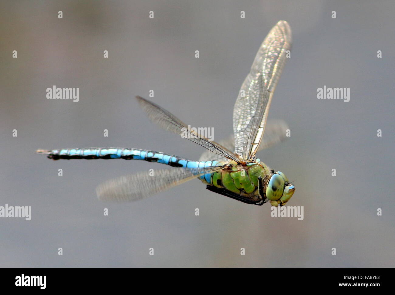 Close-up di una femmina blu a forma di libellula imperatore (Anax imperator) in volo Foto Stock