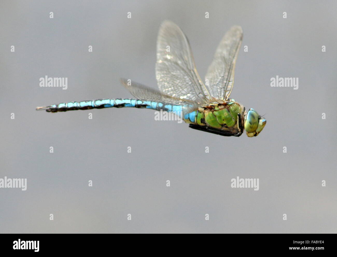Close-up di una femmina blu a forma di libellula imperatore (Anax imperator) in volo Foto Stock