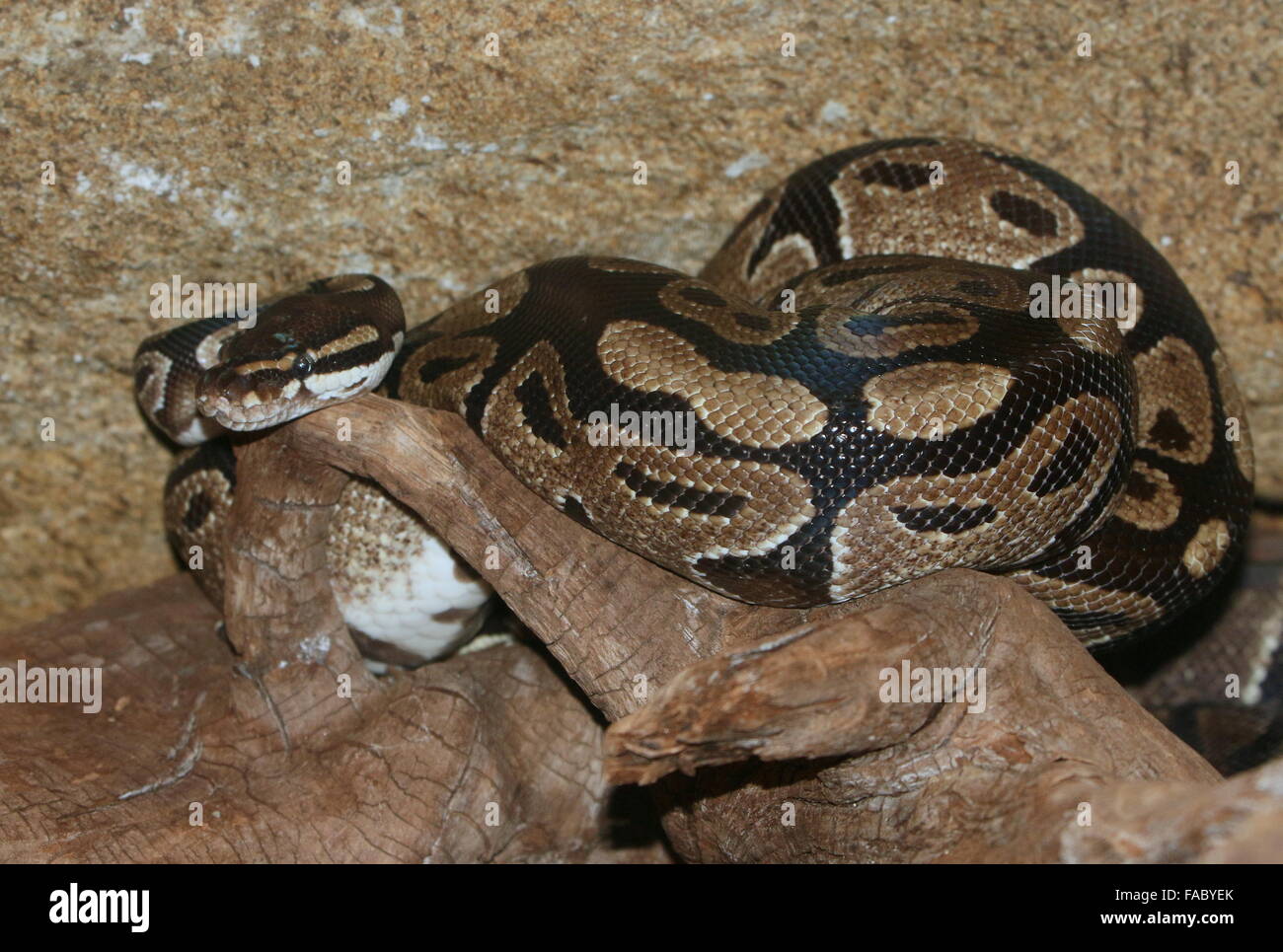 African non velenose Royal Python o sfera (Python Python regius) Foto Stock