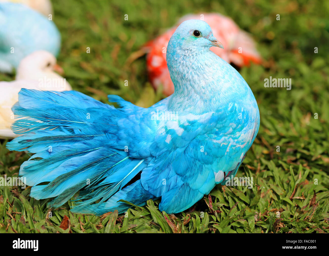 Bella blu piccione sull'erba, fotografato vicino fino Foto Stock