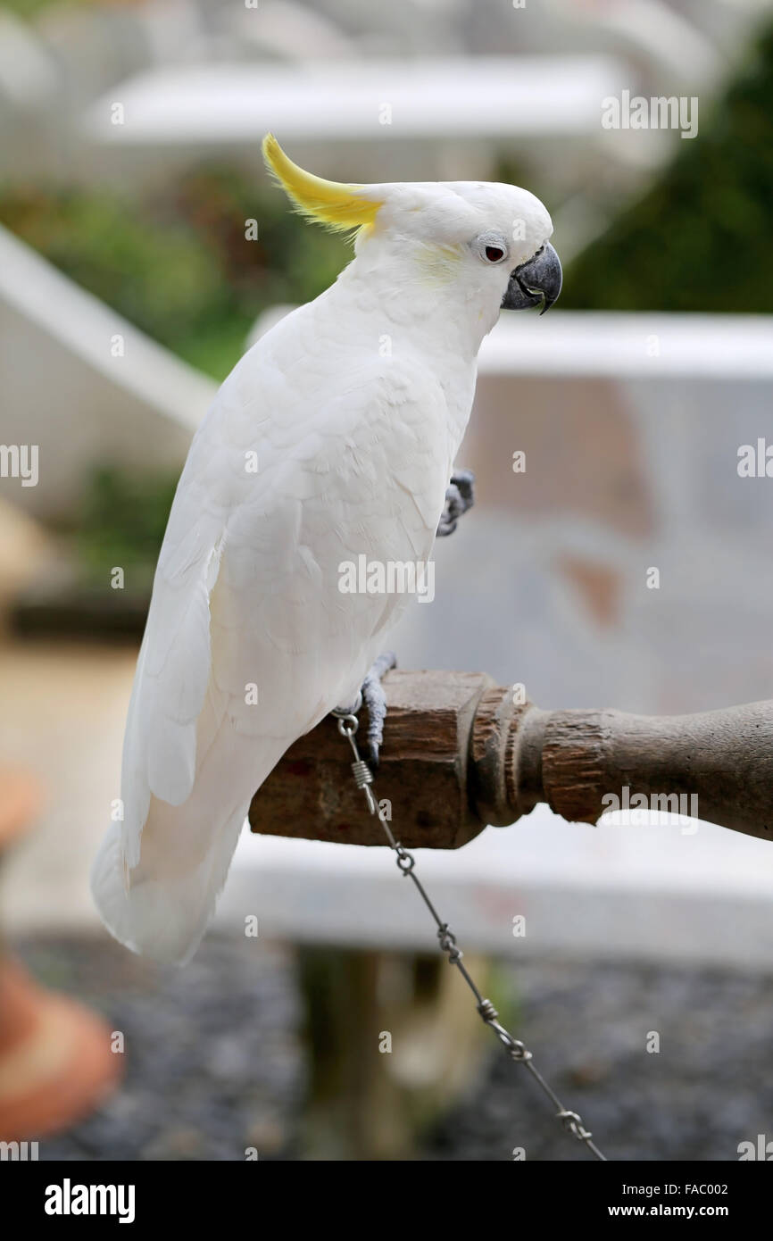 Bella bianco pappagallo cacatua fotografato vicino fino Foto Stock