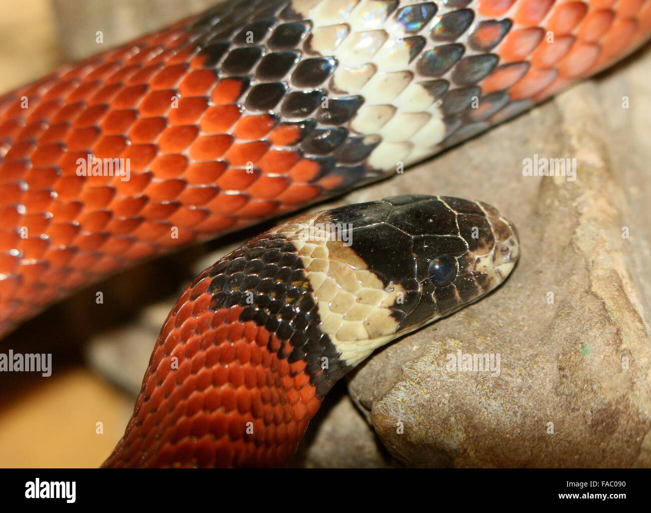 A nord di latte messicano snake ( Lampropeltis triangulum), primo piano della testa Foto Stock