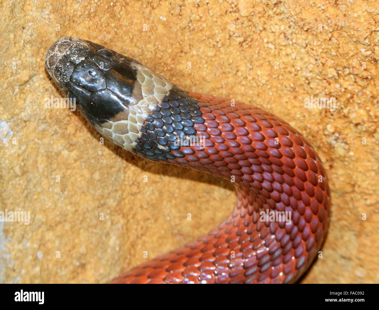 A nord di latte messicano snake ( Lampropeltis triangulum), primo piano della testa Foto Stock