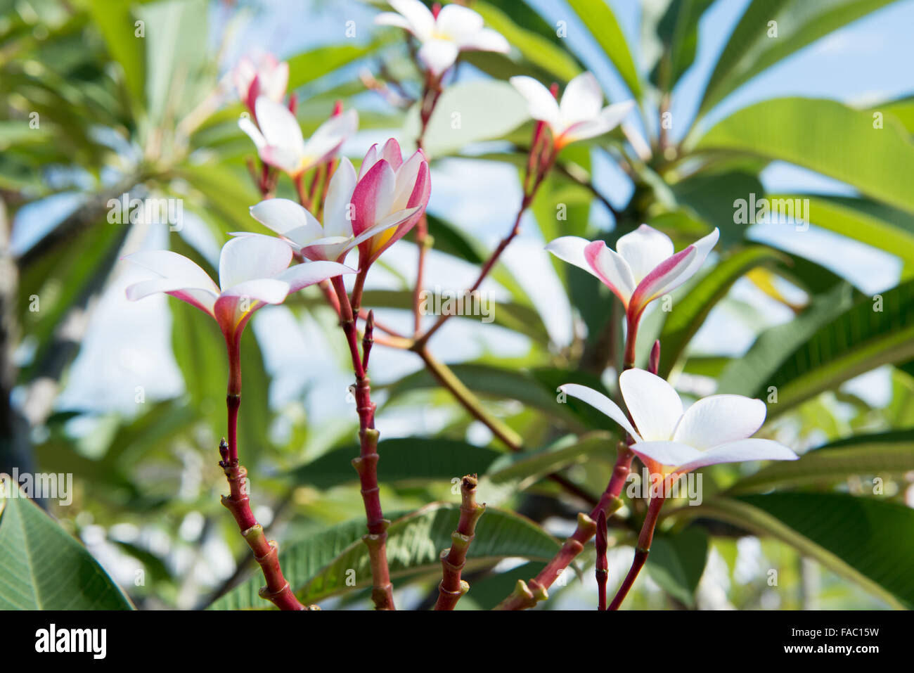 Albero di Frangipani Foto Stock