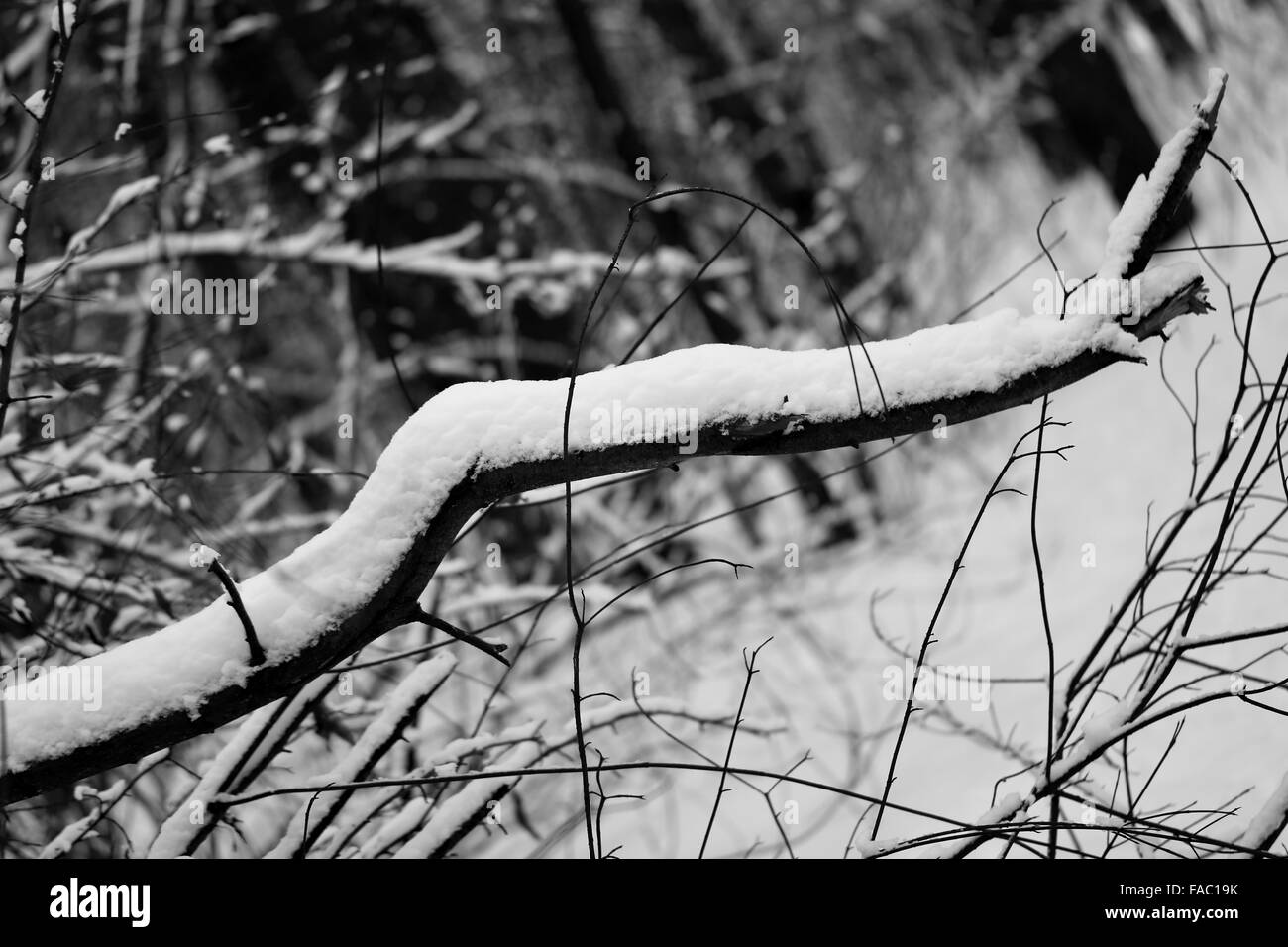 Bella la fotografia in bianco e nero degli alberi nella neve Foto Stock