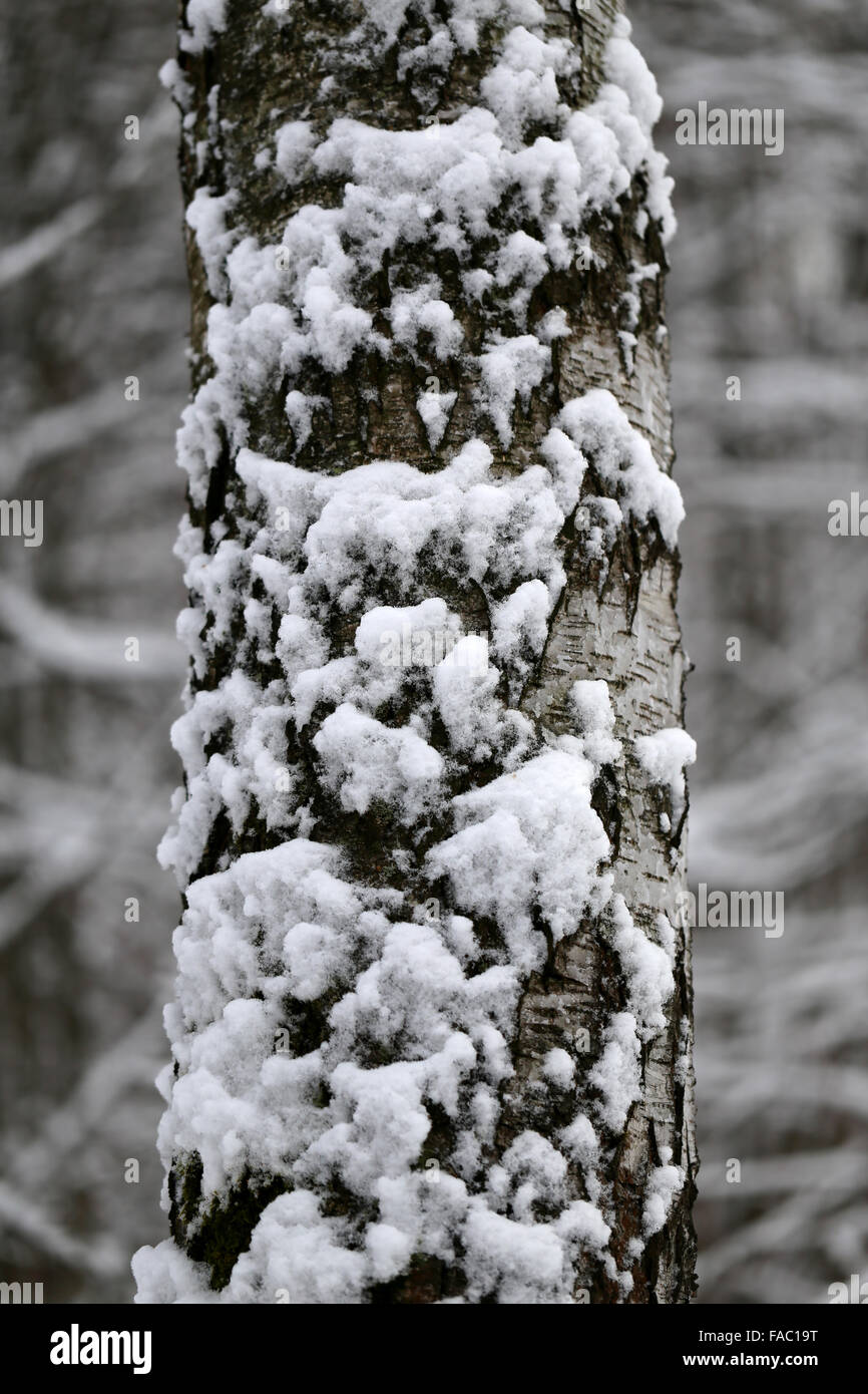 Bella la fotografia in bianco e nero degli alberi nella neve Foto Stock