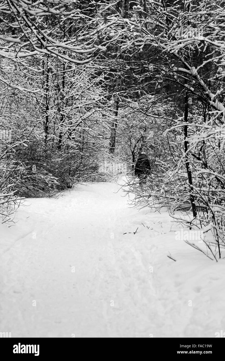 Bella la fotografia in bianco e nero degli alberi nella neve Foto Stock