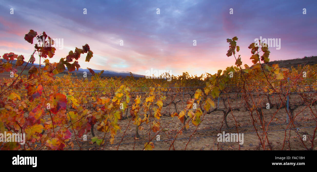 Autunno in vigna. La Rioja, Spagna. Foto Stock