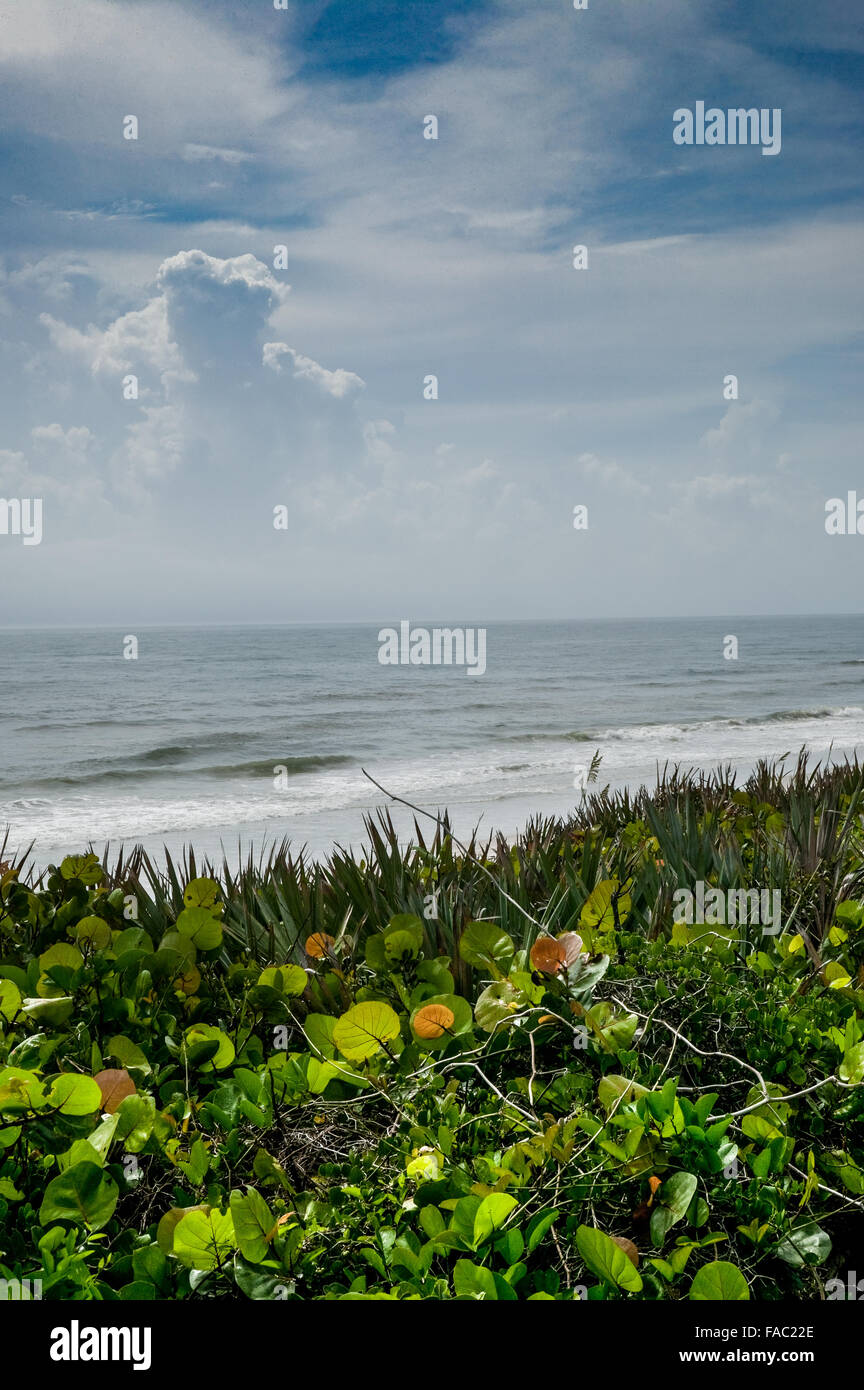 Incontaminata costa est isola Merritt, Florida, Stati Uniti d'America verticale, vista sull'oceano atlantico compreso surf, verde vegetazione costiera, cielo blu e nuvole cumulus. Foto Stock