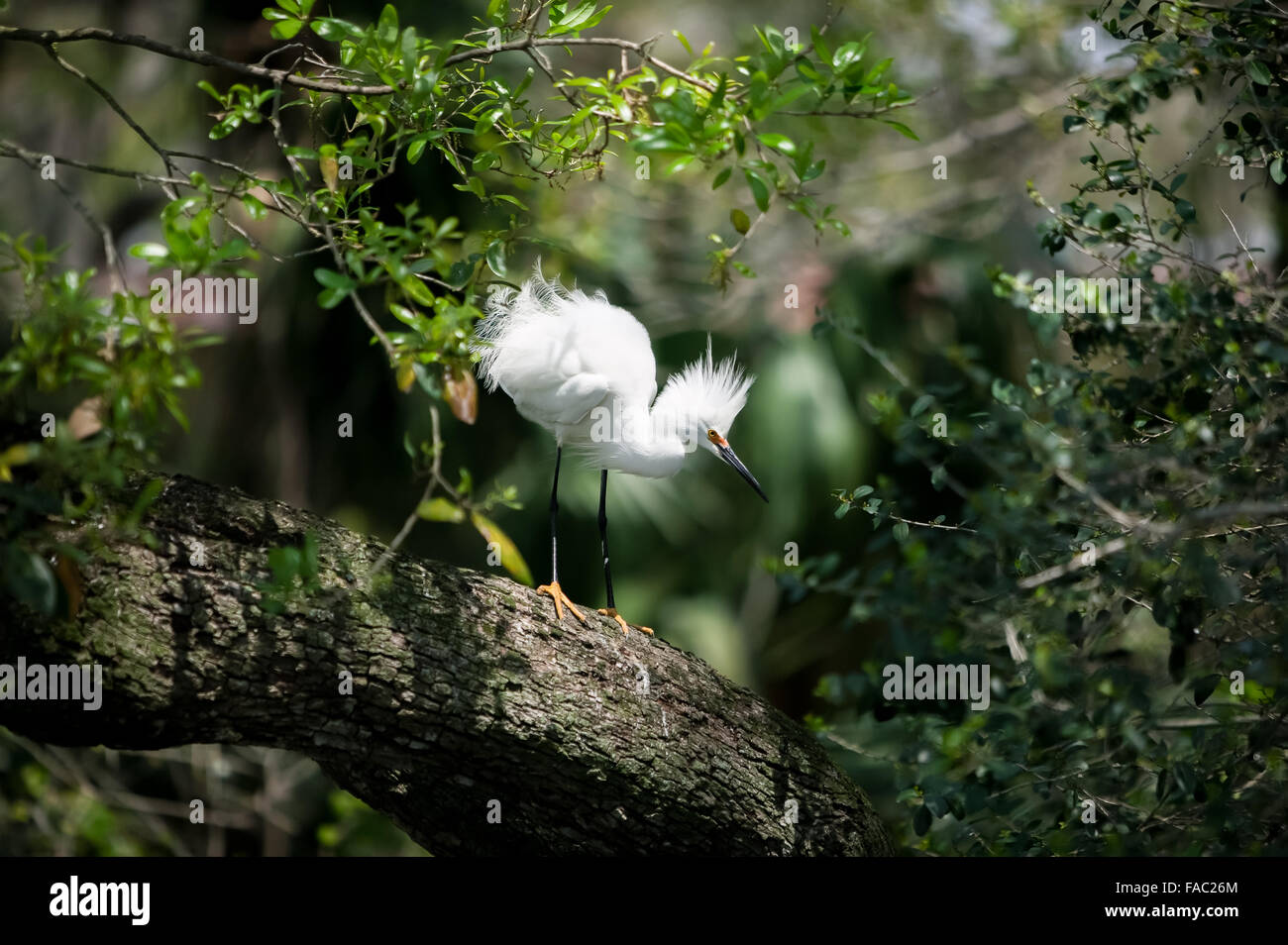 Vista laterale di un selvaggio Snowy Garzetta con piumaggio di allevamento in piedi su un Live Oak tree branch, Alligator Farm, sant Agostino in Florida, Stati Uniti d'America. Foto Stock