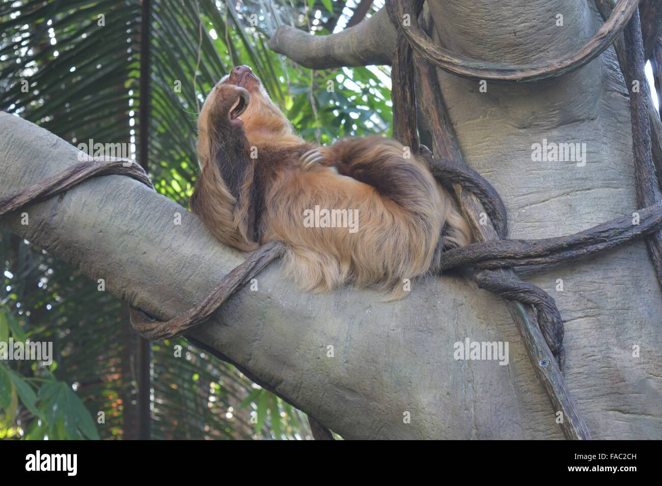 Bradipo sulla struttura ad albero Foto Stock