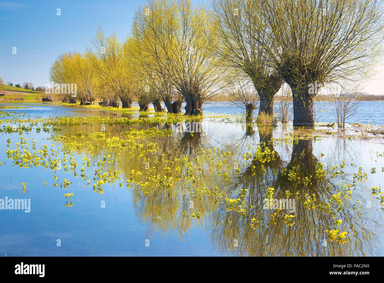 La molla del paesaggio, Biebrza National Park, Polonia Foto Stock