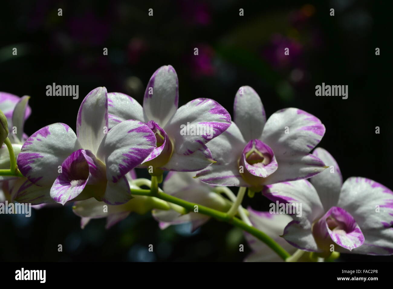 Bella bianca orchidea viola fiori nel giardino botanico Foto Stock