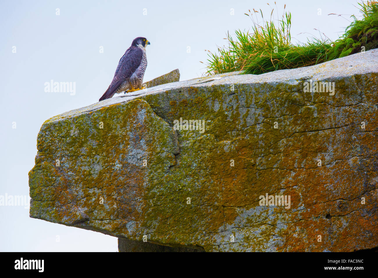 Falco pellegrino (Falco peregrinus), il Parco Nazionale del Lago Clark, Alaska. Foto Stock