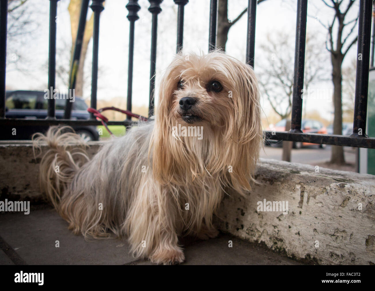 Un Yorkshire terrier attende il suo proprietario Foto Stock