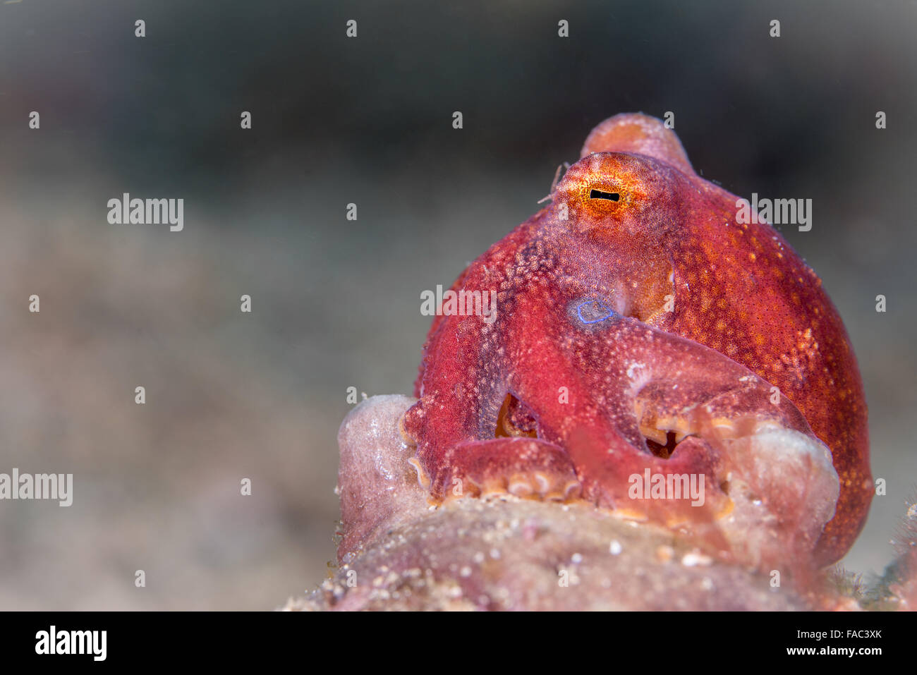 Il veleno occelate Polpi o Mototi Polpo (Octopus mototi) Foto Stock