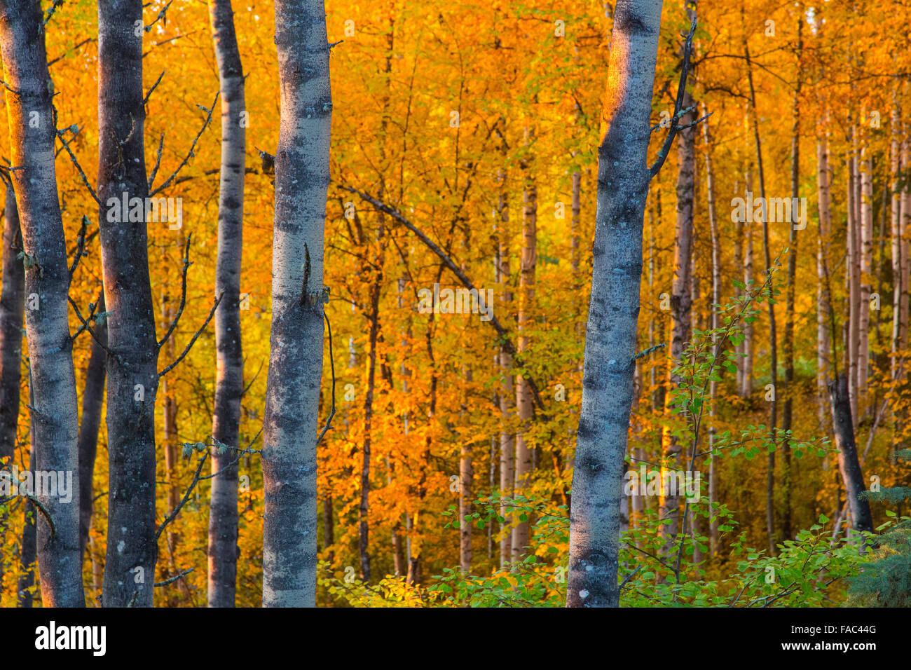 In autunno gli alberi, Fairbanks Alaska. Foto Stock