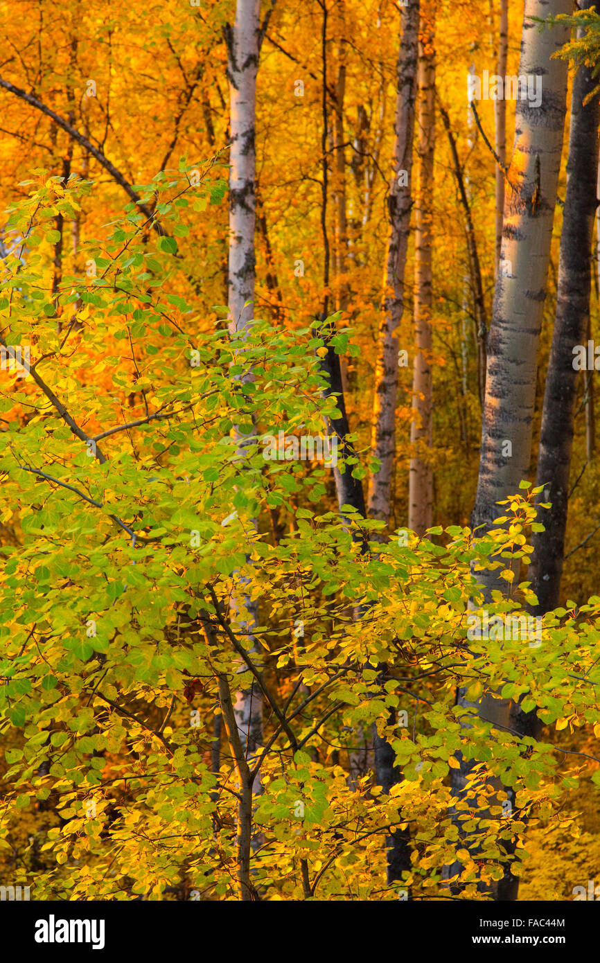 In autunno gli alberi, Fairbanks Alaska. Foto Stock