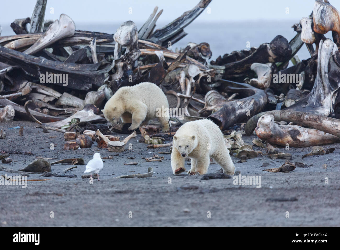 Gli orsi polari (Ursus maritimus) ad un osso di balena pila, Arctic National Wildlife Refuge, Alaska. Foto Stock