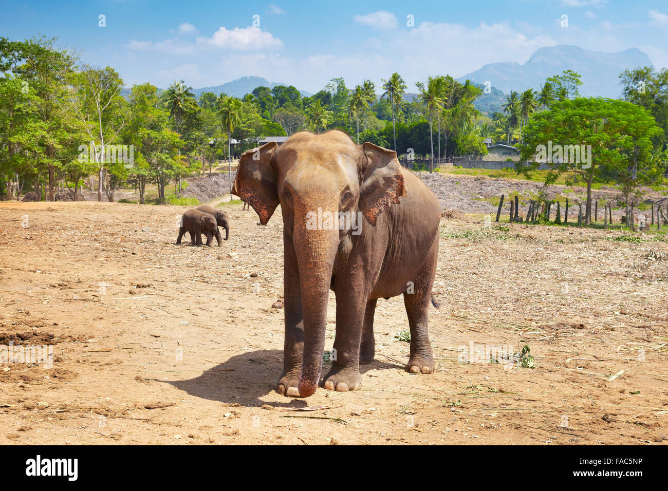 Sri Lanka - Orfanotrofio degli Elefanti di Pinnawela per wild elefanti asiatici (Sabaragamuwa Provincia dello Sri Lanka) Foto Stock