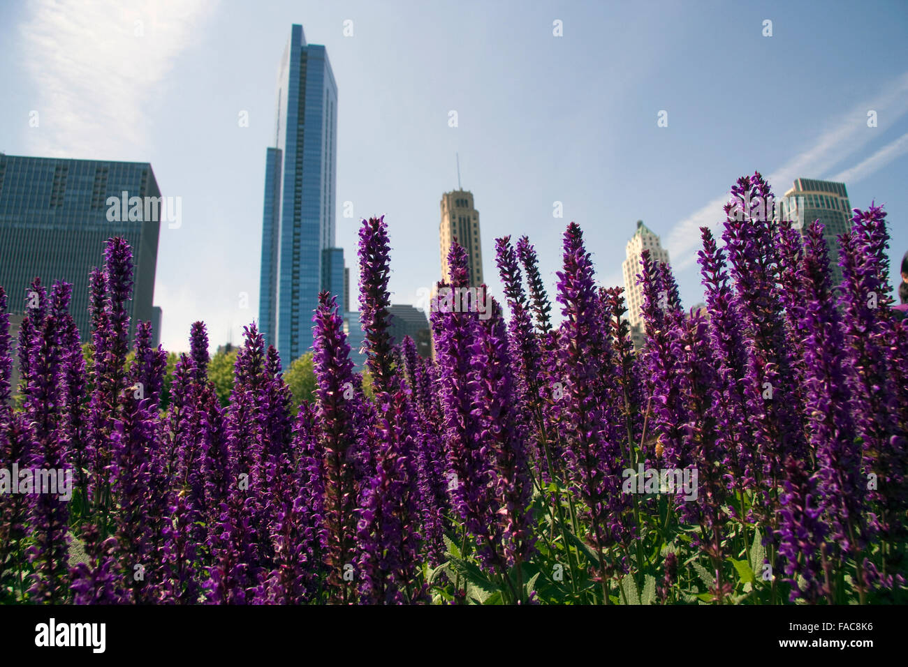 Chicago il Millennium Park fiori Foto Stock