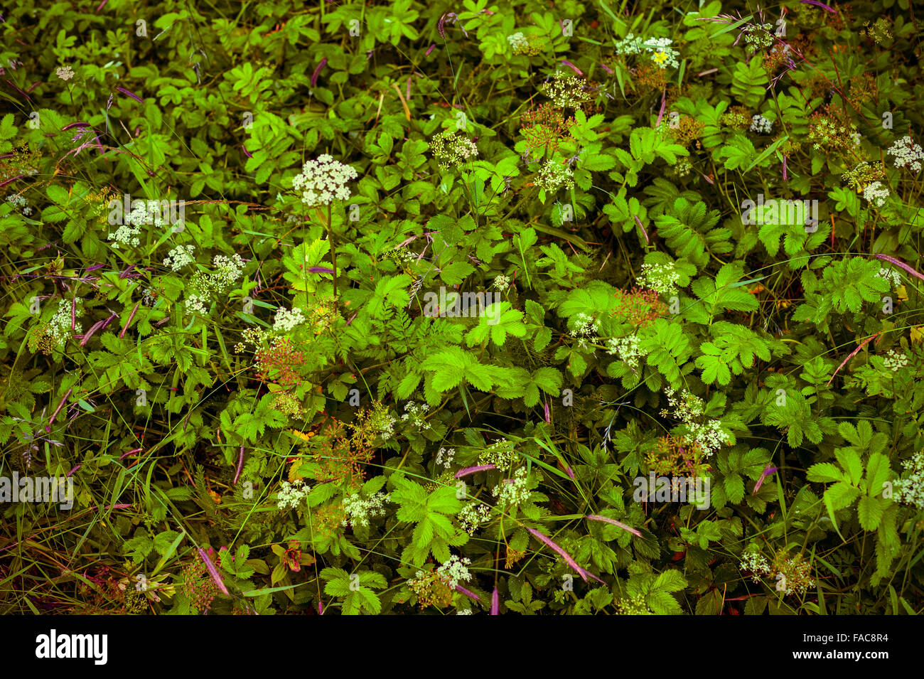 La confusione di verde accanto a Starrigavan Recreation Area pedonale vicino a Sitka, Alaska, Stati Uniti d'America. Fotografia di Jeffrey Wickett, Nord Foto Stock