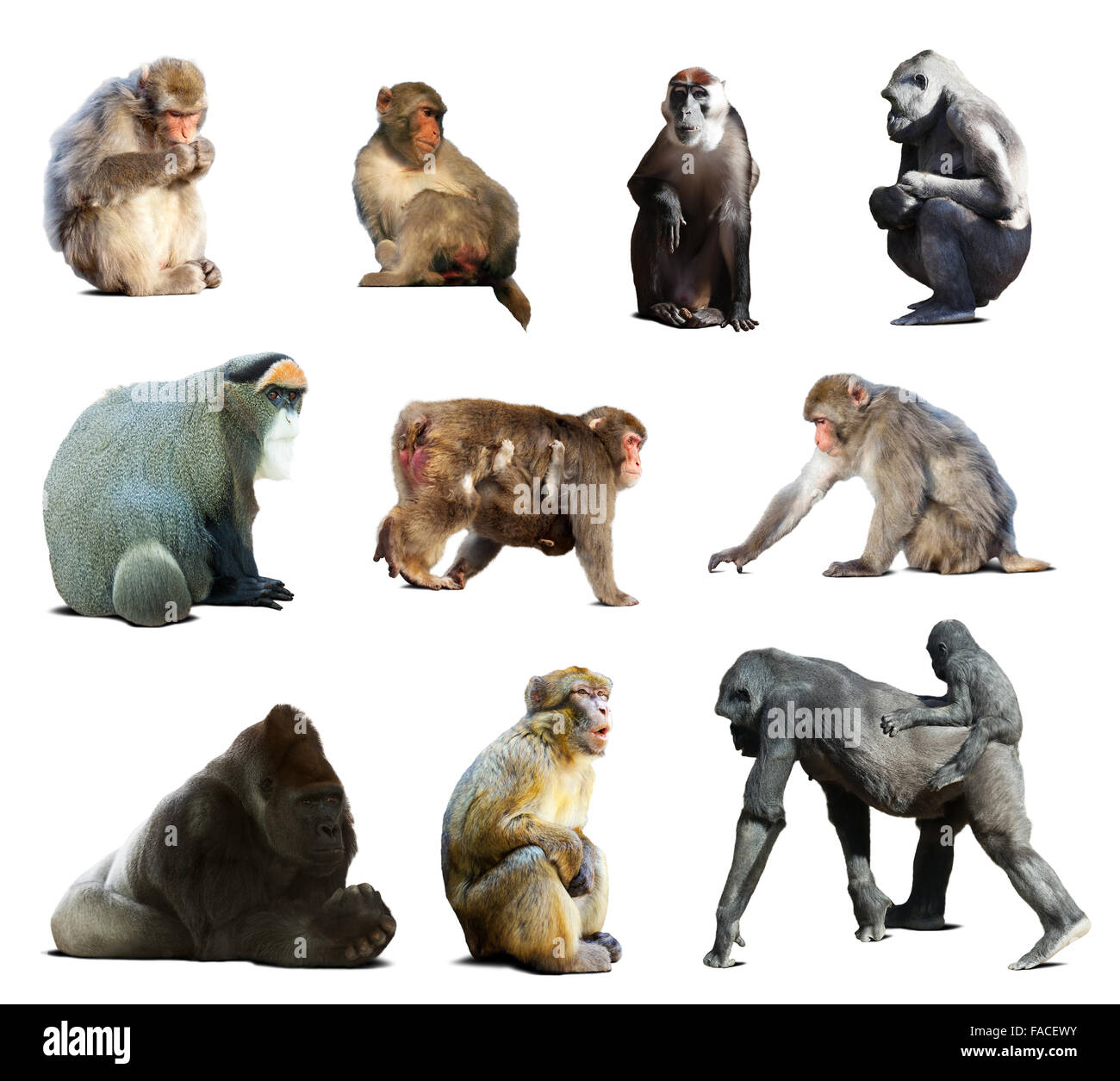 Set di molte scimmie. Isolato su sfondo bianco con ombra Foto Stock