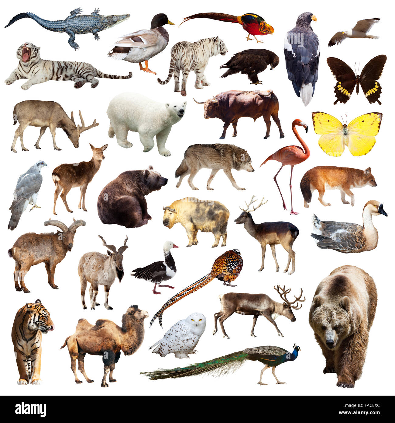 Orso e altri animali asiatici. Isolato su sfondo bianco Foto Stock