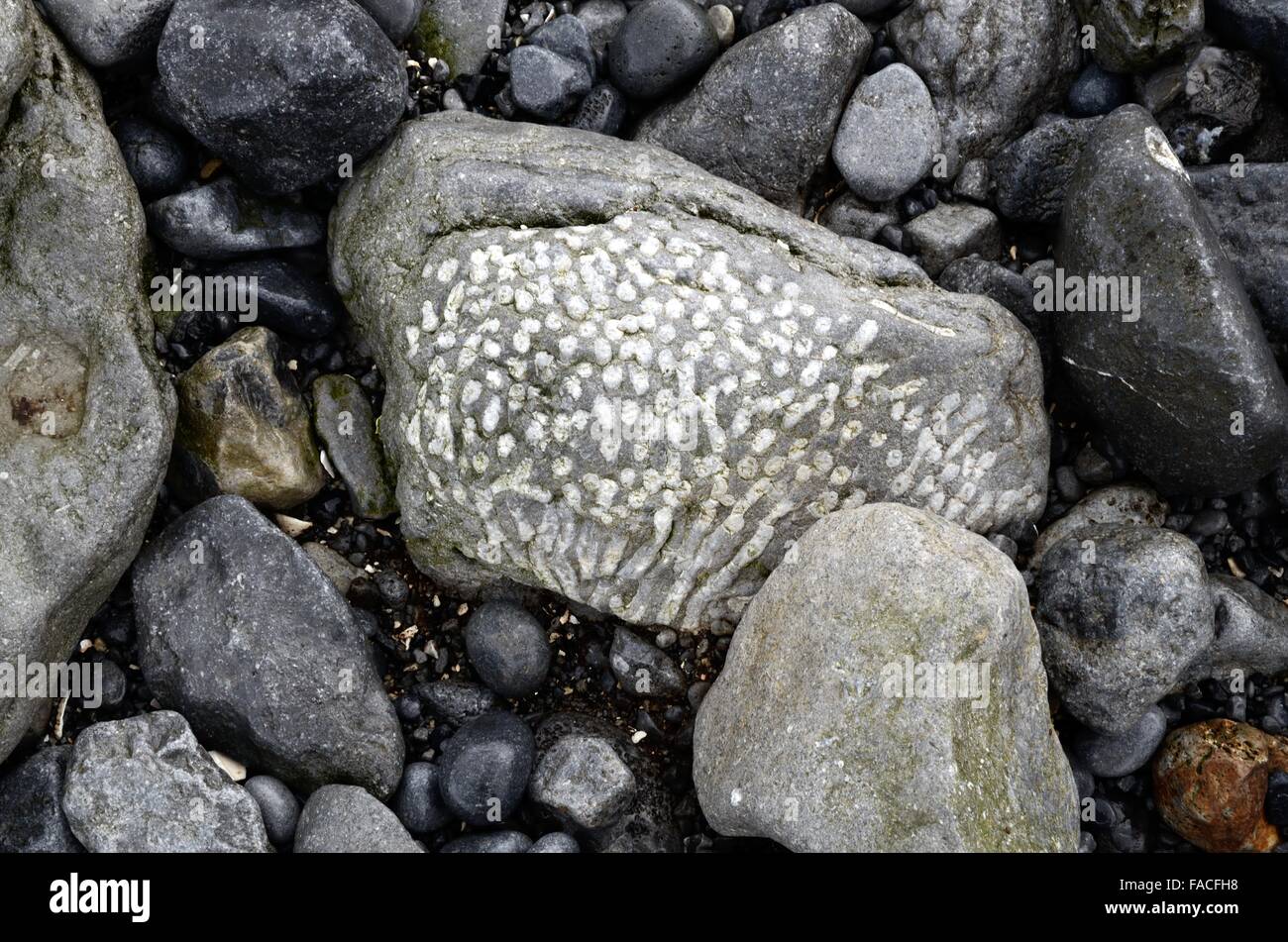 Calcare carbonifero con corallo fossile Doorus Point Kinvarra County Galway Irlanda Foto Stock