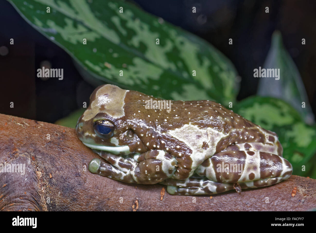 Amazon latte (rana Trachycephalus resinifictrix) è una grande specie di rana arborea nativo della foresta pluviale amazzonica in Sud Ame Foto Stock