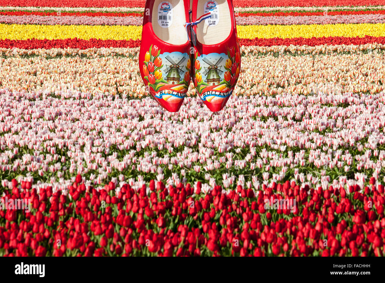 Campi di Tulipani vicino a giardini Keukenhof Lisse, Paesi Bassi, con un paio di zoccoli. Foto Stock