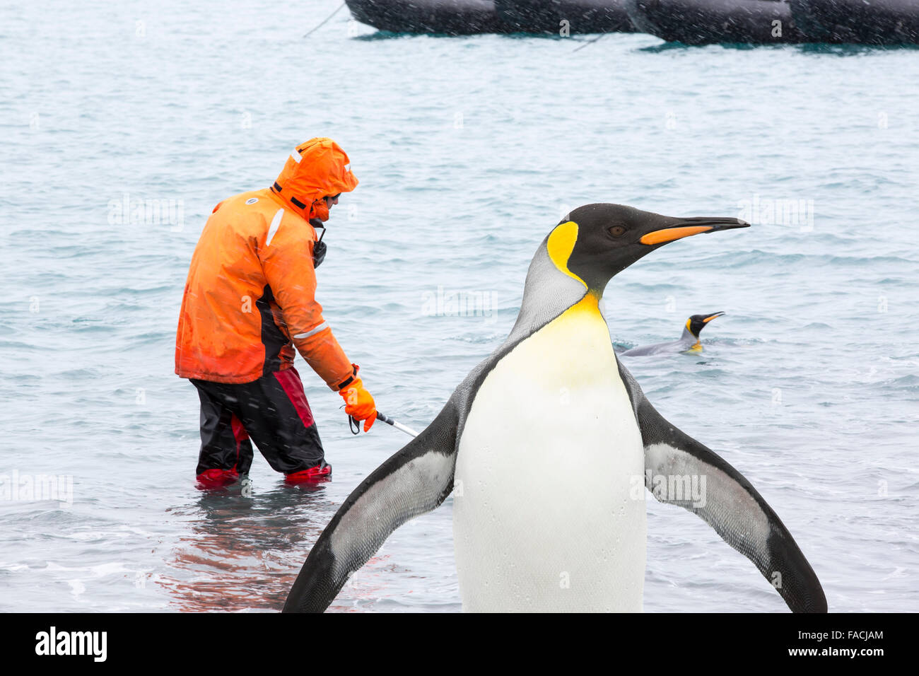 Re pinguini off Salisbury Plain, Georgia del Sud, con i passeggeri da un expedition cruise utilizzando un Go Pro fotocamera subacquea. Foto Stock