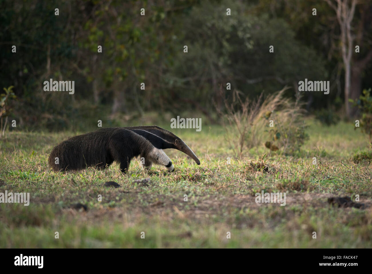 Un gigante Anteater da Pantanal Foto Stock