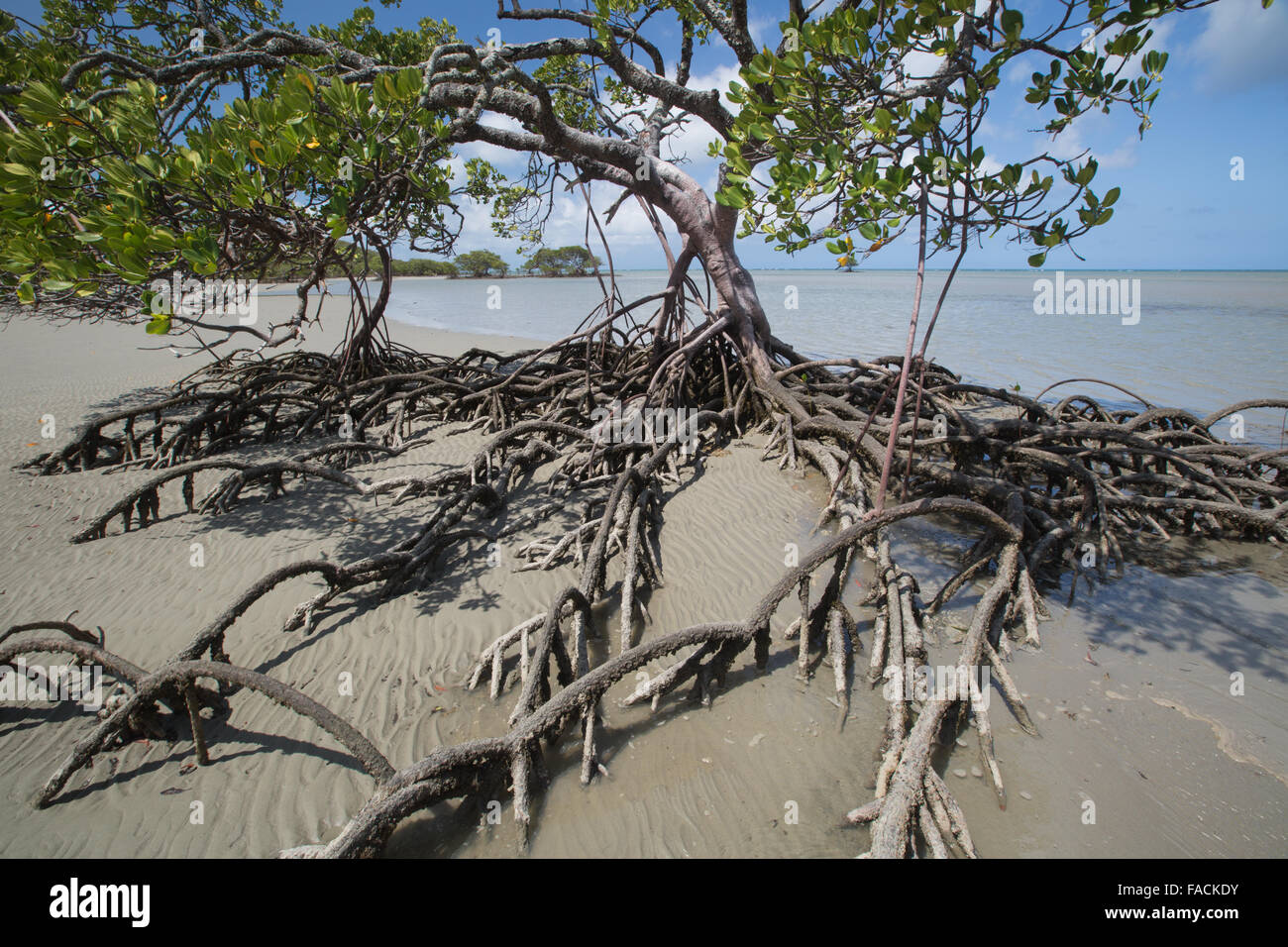 Alberi di mangrovie a Cape Tribulation Foto Stock