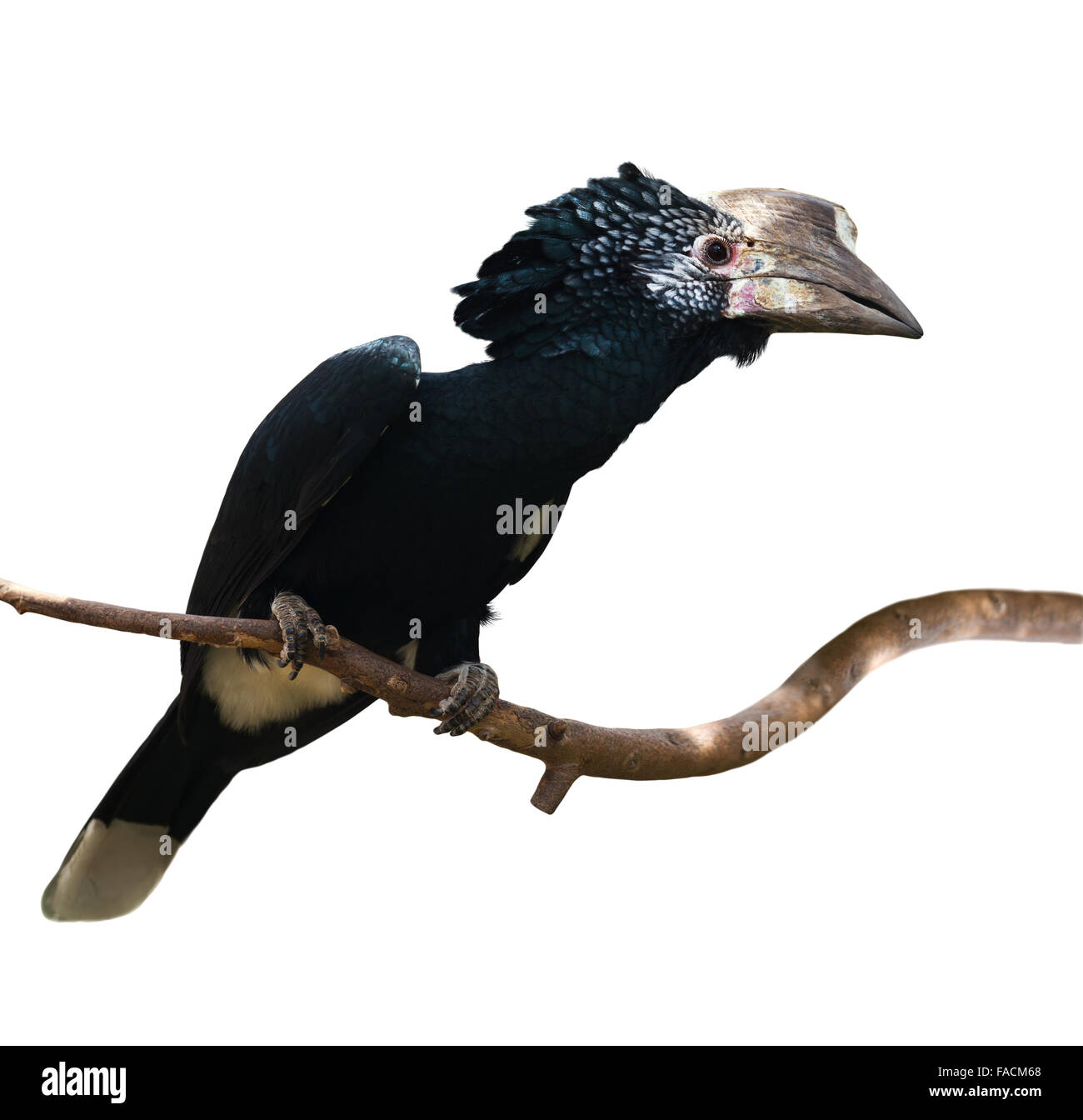 Argentea-cheeked Hornbill (Bycanistes brevis). Isolato su sfondo bianco Foto Stock