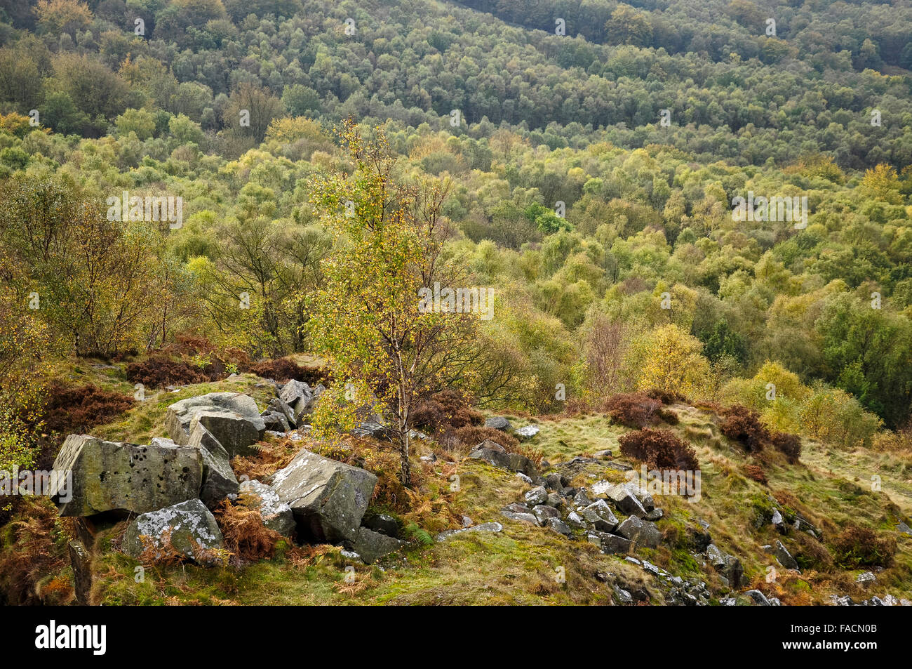 Vista dal tumbling collina vicino Nether Padley nel Peak District, Derbyshire. Colore di autunno nei boschi di seguito. Foto Stock