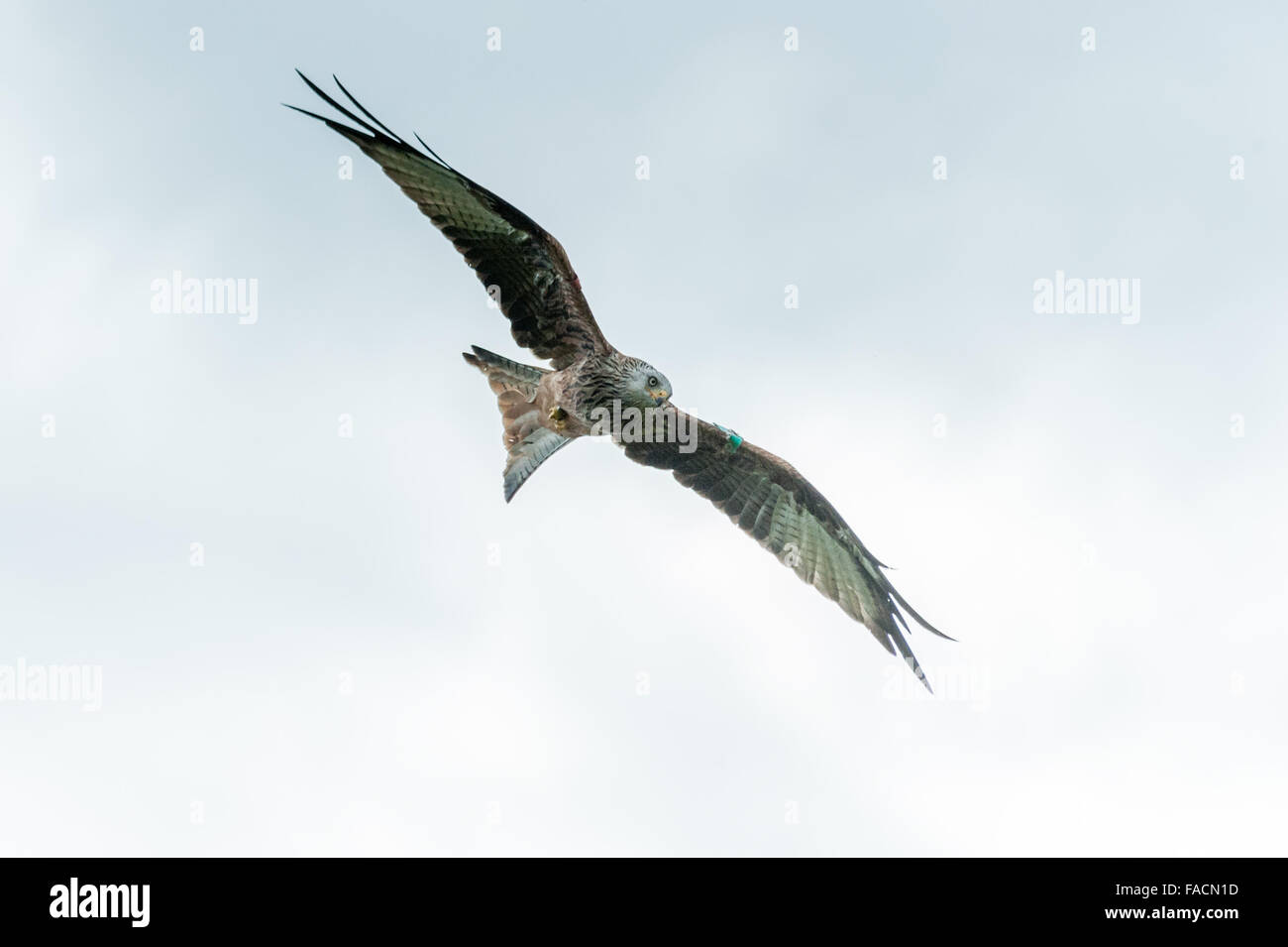 Aquilone rosso ( Milvus milvus ) Dumfries & Galloway Foto Stock