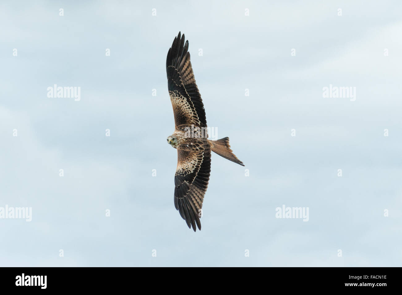 Aquilone rosso ( Milvus milvus ) Dumfries & Galloway Foto Stock