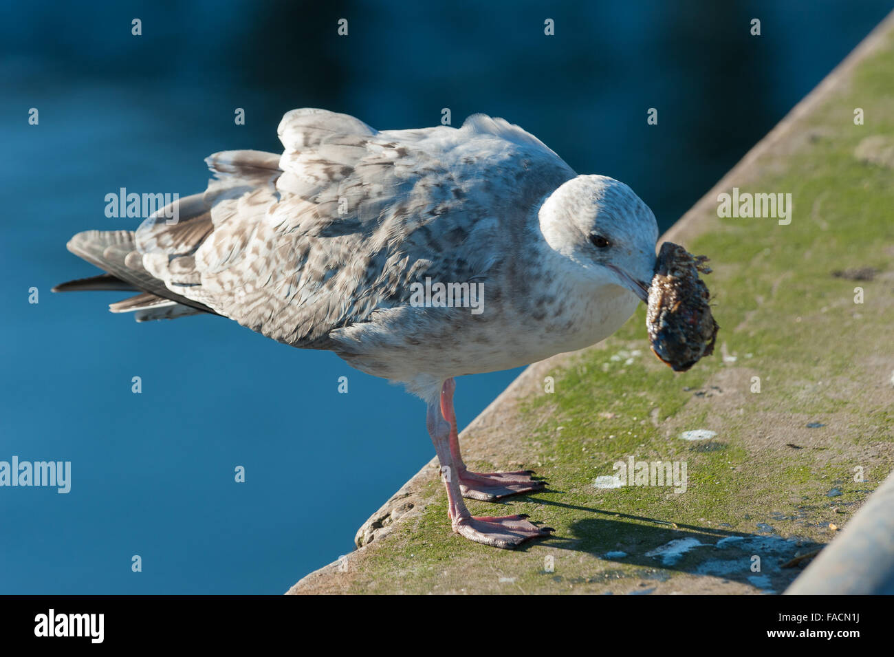 Giovani aringhe gull alimentare a Ullapool Harbour Foto Stock