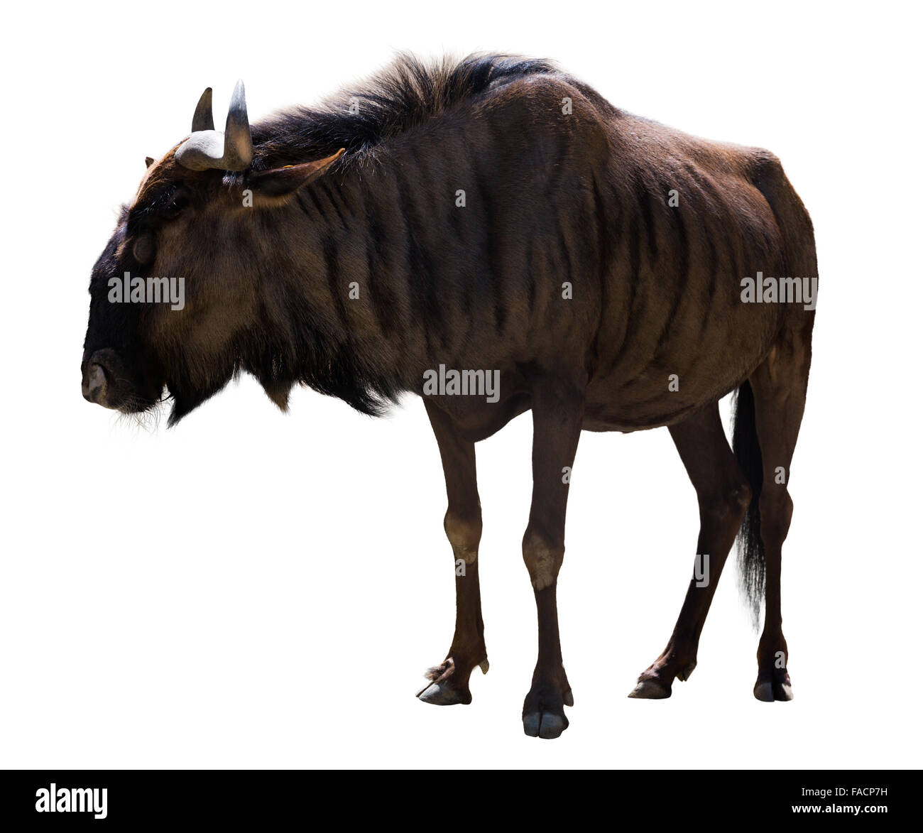 Blue GNU (Connochaetes taurinus). Isolato su bianco Foto Stock
