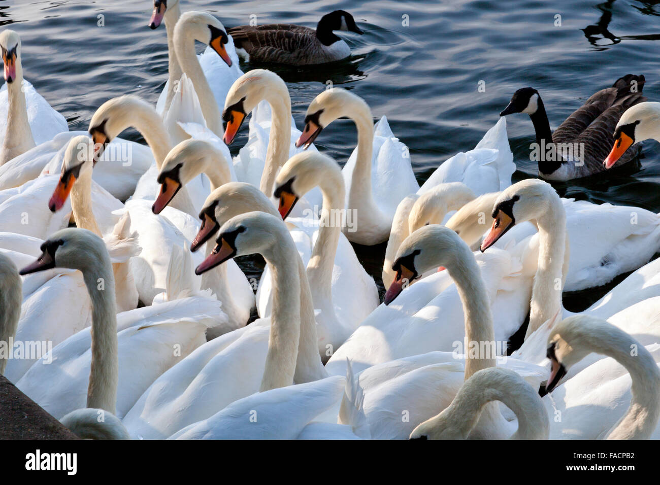 I numeri enormi di cigni (Cygnus olor) raccogliere sul Fiume Tamigi a Windsor, Berkshire, Inghilterra, Regno Unito Foto Stock